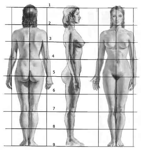 Proporzioni corpo umano