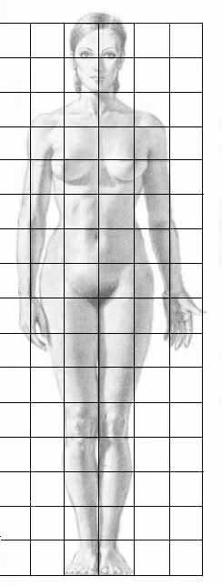 proporzioni corpo umano
