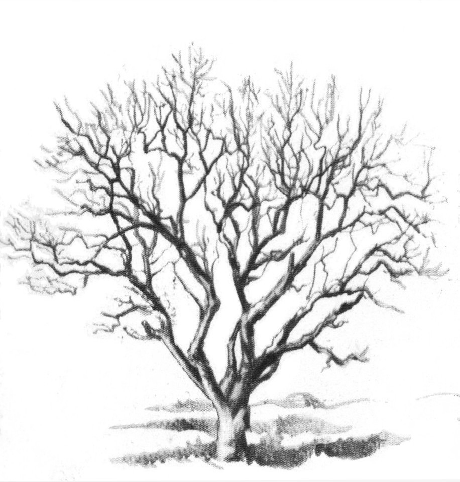 disegno albero