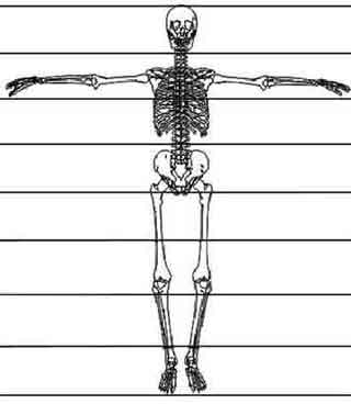 Disegno scheletro