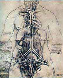 disegno di anatomia Leonardo